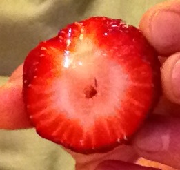 Rosaceae: strawberrycut