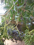 Adoxaceae:  elderberry fruit cluster on tree