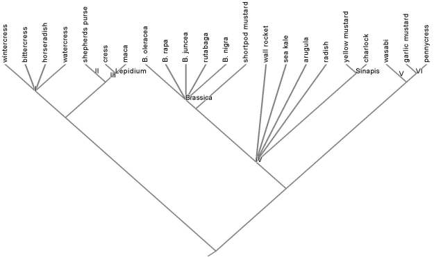 2012_11_18_Brassica_phylogeny