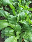 green mustard greens