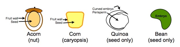 What is a "grain" (caryopsis)?