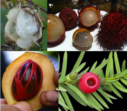 Arils, clockwise from upper left: fluffy cotton arils; Sapindaceae fruits with translucent fleshy arils: lychee (left, peeled and unpeeled), longan (center front, peeled), and rambutan (center back peeled, right unpeeled) (photo: Erin Kurten); red aril on yew seed; red lacy mace aril around nutmeg seed within fruit