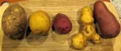 Solanaceae parade of spuds