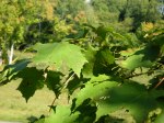 Herbivore damage on sugar maple leaves