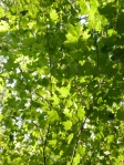 Sugar maple branch growing into a sunny forest gap