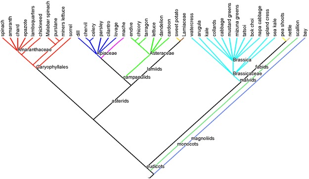 The greens tree: phylogenetic relationships among species whose leaves we eat. Taxon branches are shaded according to taxonomic order. Notice that 4 families dominate the leafy species we eat. Click here for a refresher on reading trees and on plant evolutionary history.