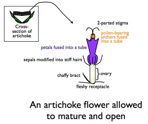 Asteraceae: ArtichokeFlowerDrawing