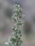 Leaves of sagebrush (Artemisia tridentata) are smaller than my fingernails