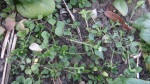 chickweed in the spinach