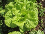 Lettuce (Lactuca sativa) has low LMA and milky latex defense compounds