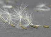 Stiff hairy pappus, which replaces the sepals in a composite flower.  The pappus becomes a parachute that helps disperse the fruit.