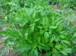 Parsley (Petroselinum crispum, Apiaceae)