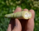 Peeled bamboo shoot, showing tender immature leaves and apical meristem tissue 