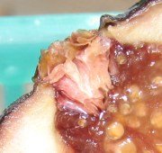 The ostiole defended by sharp bracts.