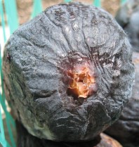 Mission fig with ostiole