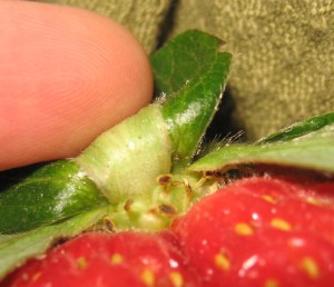 Pulling back the sepals reveals rings of stamens.  Pollen is made in the paddle-like anthers at the tips of the stamens.