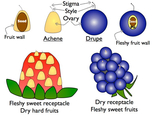 Rosaceae: StrawberryBlackberryDiagram