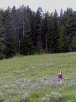 The grey shrubs are big sagebrush (Artemisia tridentata), in Yellowstone National Park.