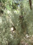 California sagebrush (Artemisia californica), with small flowers typical of the genus