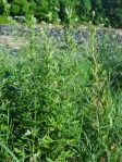 Mugwort (Artemisia vulgaris) growing with Queen Anne's lace and grasses