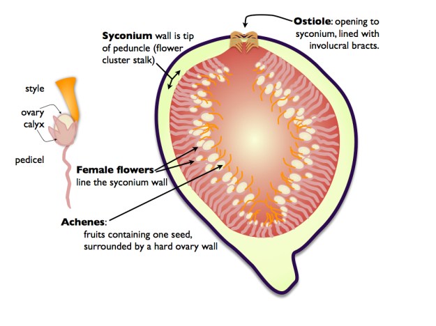 Cutaway view of a fig with a closeup of a female flower on the left. Flowers within the fig are shown without a calyx, which is not apparent anyhow.