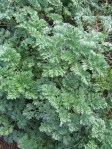 Southernwood (Artemisia abrotanum) shrub in the Monticello garden, used as medicine and for fragrance in Jefferson's time