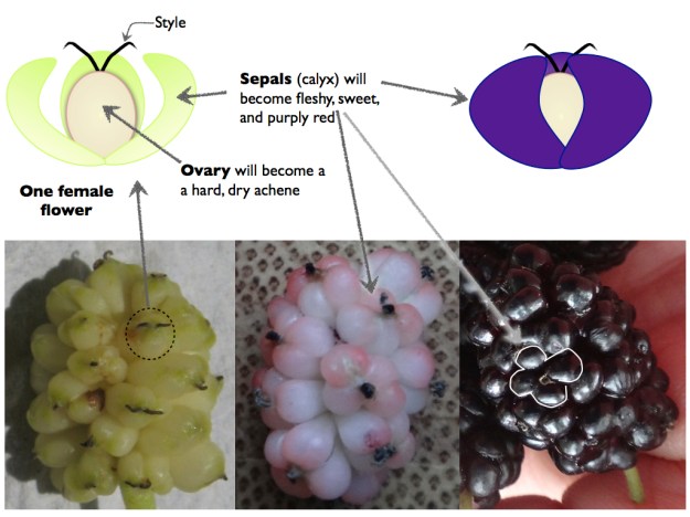 Mulberry flowers becoming fruits