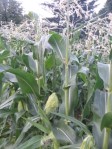 Corn plant. Tassels with male flowers on top, ears with exposed silks in the middle