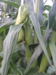 Corn ear with silks