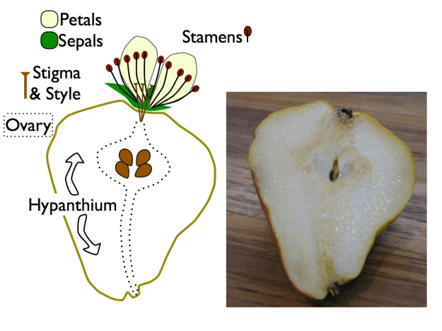 The pear fruit comes from an inferior ovary, buried down inside a fleshy hypanthium.  Flower parts are drawn larger than scale .  Only two petals and three sepals are shown.