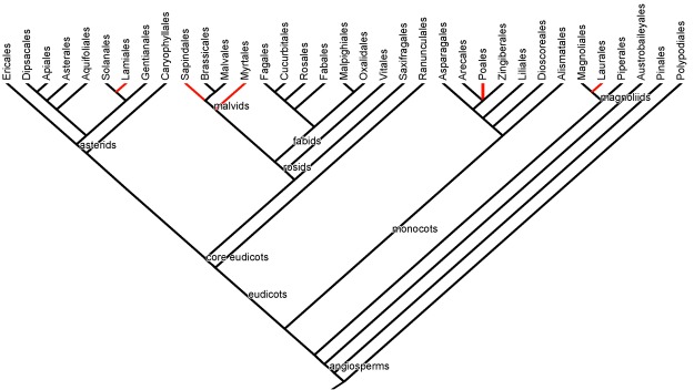 Phylogeny of plant orders with edibles (click the tree to enlarge). Orders with species with lemony essential oils are highlighted in red.  For a refresher on reading phylogenies, please see our food plant tree of life page.
