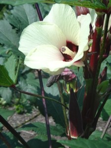 Okra flower with red fruit below
