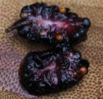 Mulberries