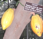 Malvaceae: Theobroma_cacao_fruit3