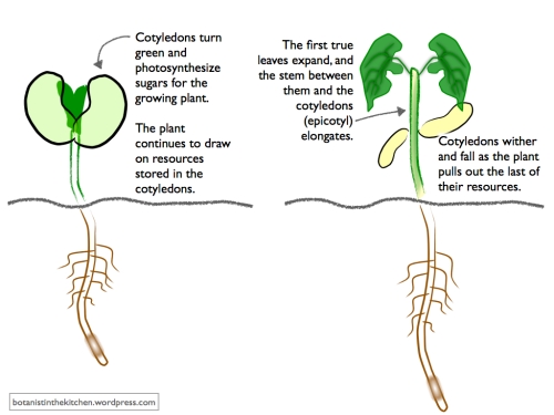The relationship between a bean seed and the plant it will become