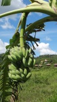 bananas on the plant (Cambodia; photo by L. Osnas)