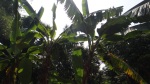 banana plants (Cambodia; photo by L. Osnas)