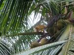 squirrel monkey in a coconut palm