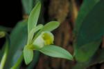 vanilla flower (photo from Kew)