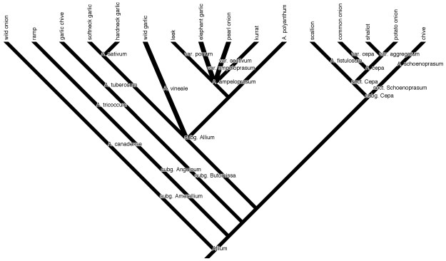 Phylogeny of my edible alliums: genus Allium with subgenera ("subg.") and sections within subgenera ("sect.") labeled (data from Friesen et al. 2006 and Hirschegger et al. 2010).