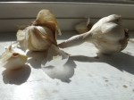 homegrown garlic