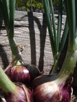 onion bulbs growing in a planter box