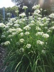 garlic chives blooming