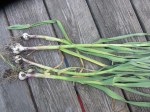 green garlic; the immature bulb and pseudostem are tender and can be cooked; the leaves were used to flavor stock