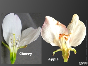 Cherry flowers have superior ovaries, visible within the floral cup.  Apple flowers' inferior ovaries are buried within a hypanthium and fused to it.