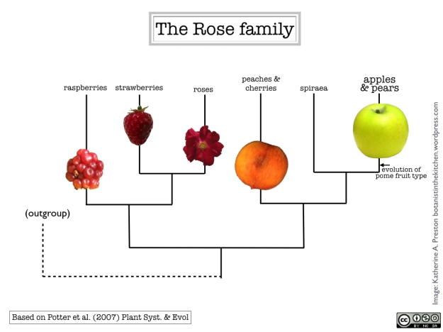 Phylogenetic relationships among common fruits from the rose family.