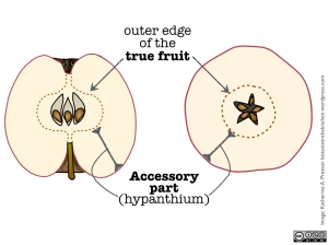 Mature apple fruits in longitudinal and cross-section.  The "true fruit" is the part derived from the ovary.  It is visible in a cut apple as a ring of vascular tissue.