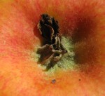 Sepals and a shriveled petal are visible at the flower end of an apple.