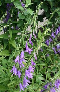 220px-0_Campanula_rapunculus_-_Yvoire