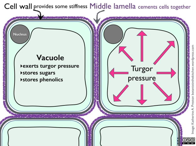 Cells of the apple flesh contain a large central vacuole full of water, sugars, and other compounds.  The pressure of the water against the cytoplasm (light blue) and ultimately against the cell wall supports the wall and adds to tissue stiffness.  The middle lamella keeps cells from sliding apart and feeling "mealy."  